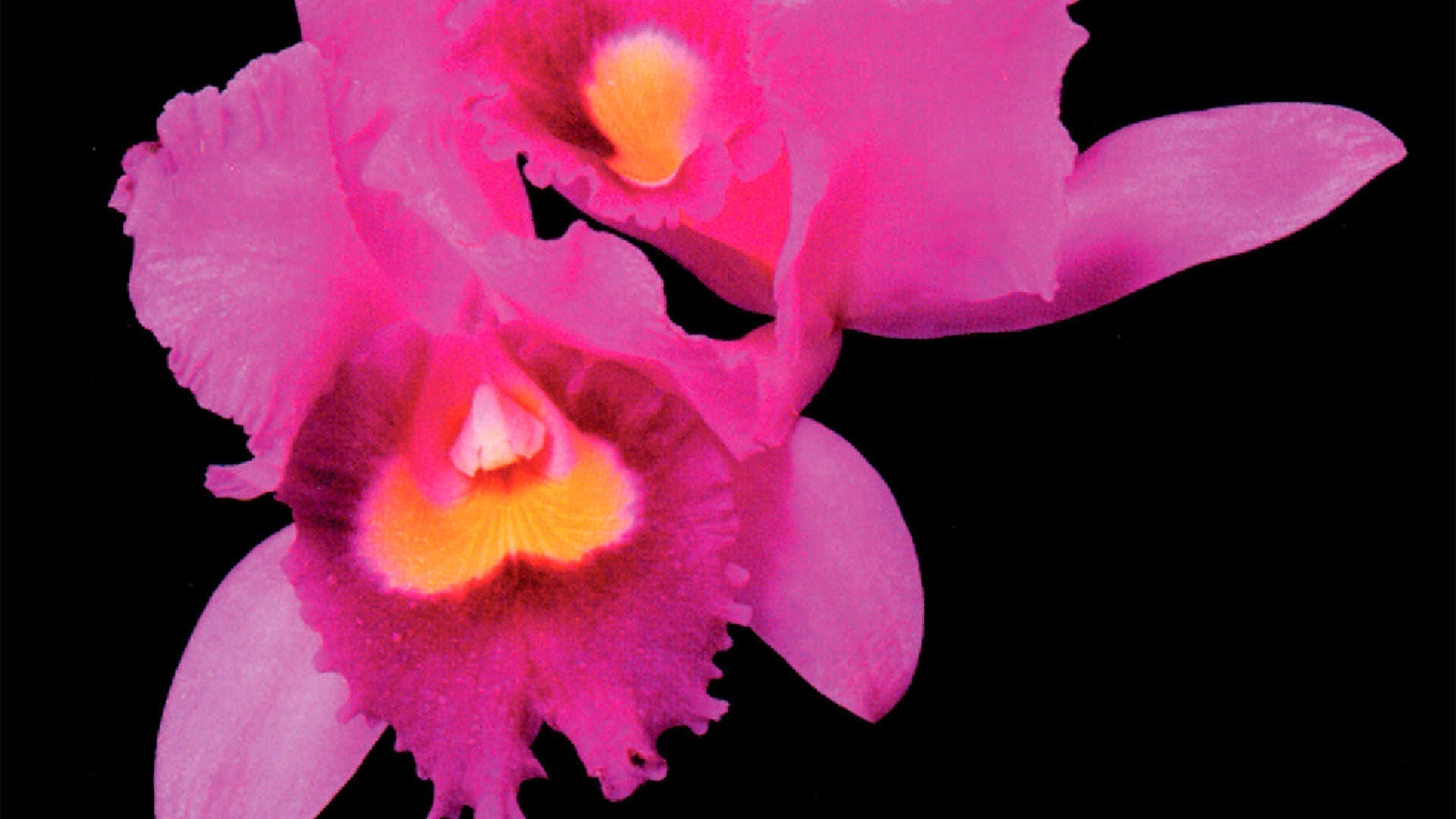 30 Years Ago: OPETH release Orchid