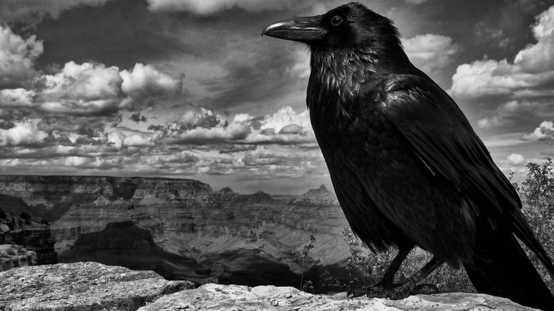 13 Years Ago: VELES release The Black Ravens Flew Again