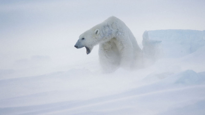 31 Years Ago: MESSIAH record Extreme Cold Weather (there lies my neighbours frozen mum)